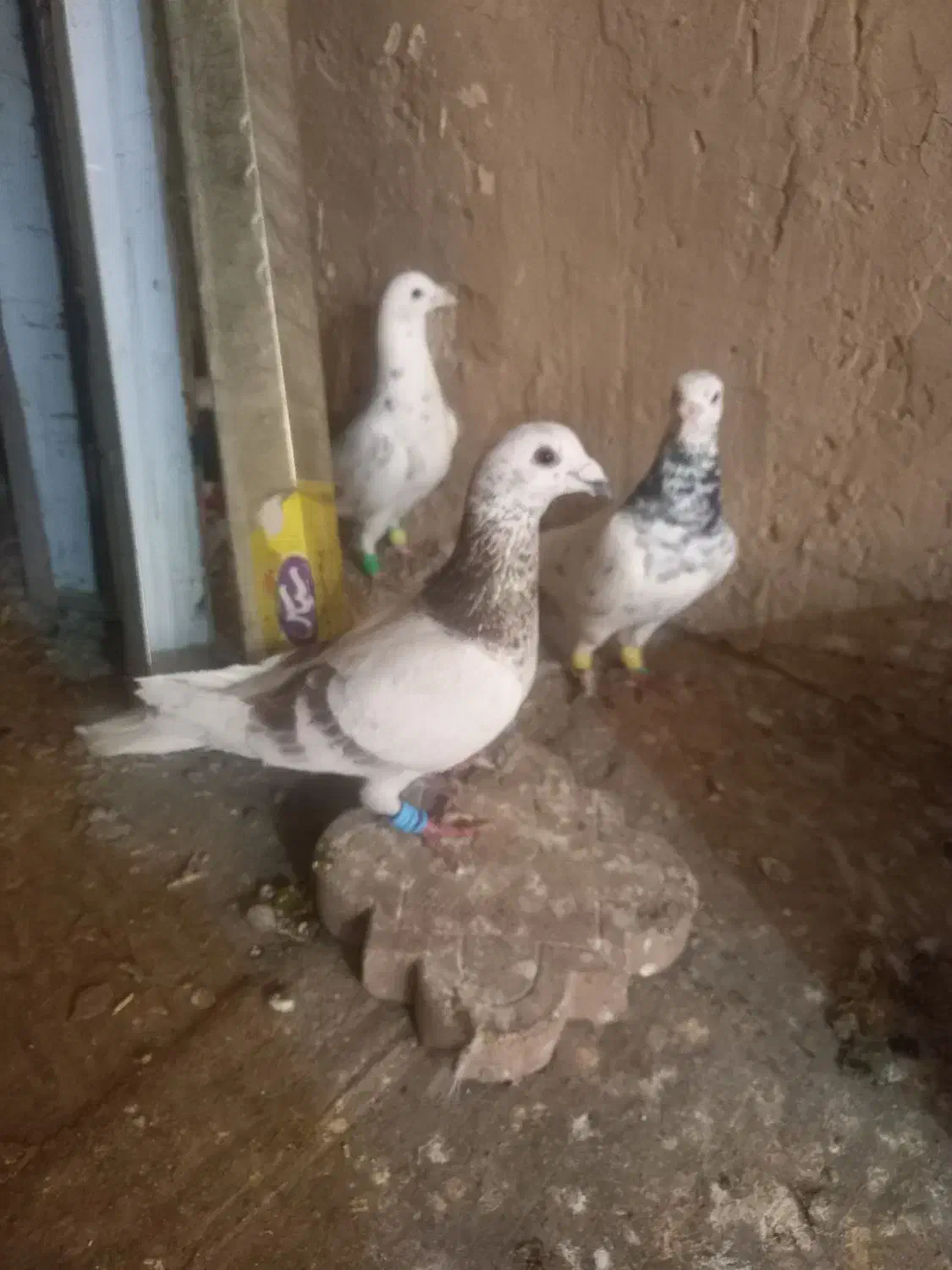 کبوتر|پرنده|فاروج, |دیوار