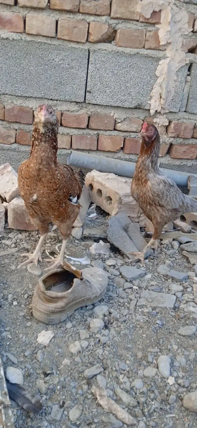 دوعدد مرغ|پرنده|ایرانشهر, |دیوار