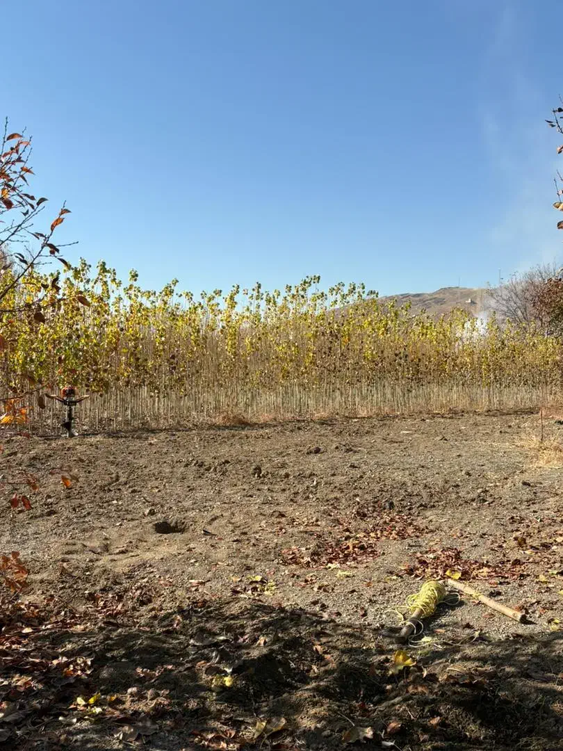 صنوبر نیگرا ترکیه اصل|خدمات باغبانی و درختکاری|سنندج, |دیوار