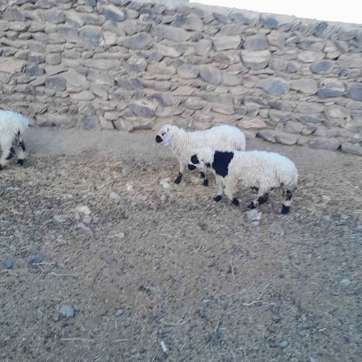 بره نر وبزغاله نر روستا سمت سربیشه|حیوانات مزرعه|سربیشه, |دیوار