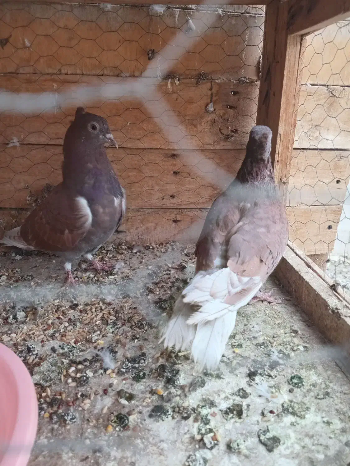 کفتر پرشی میخای بیا|پرنده|کاشان, طاهرآباد|دیوار