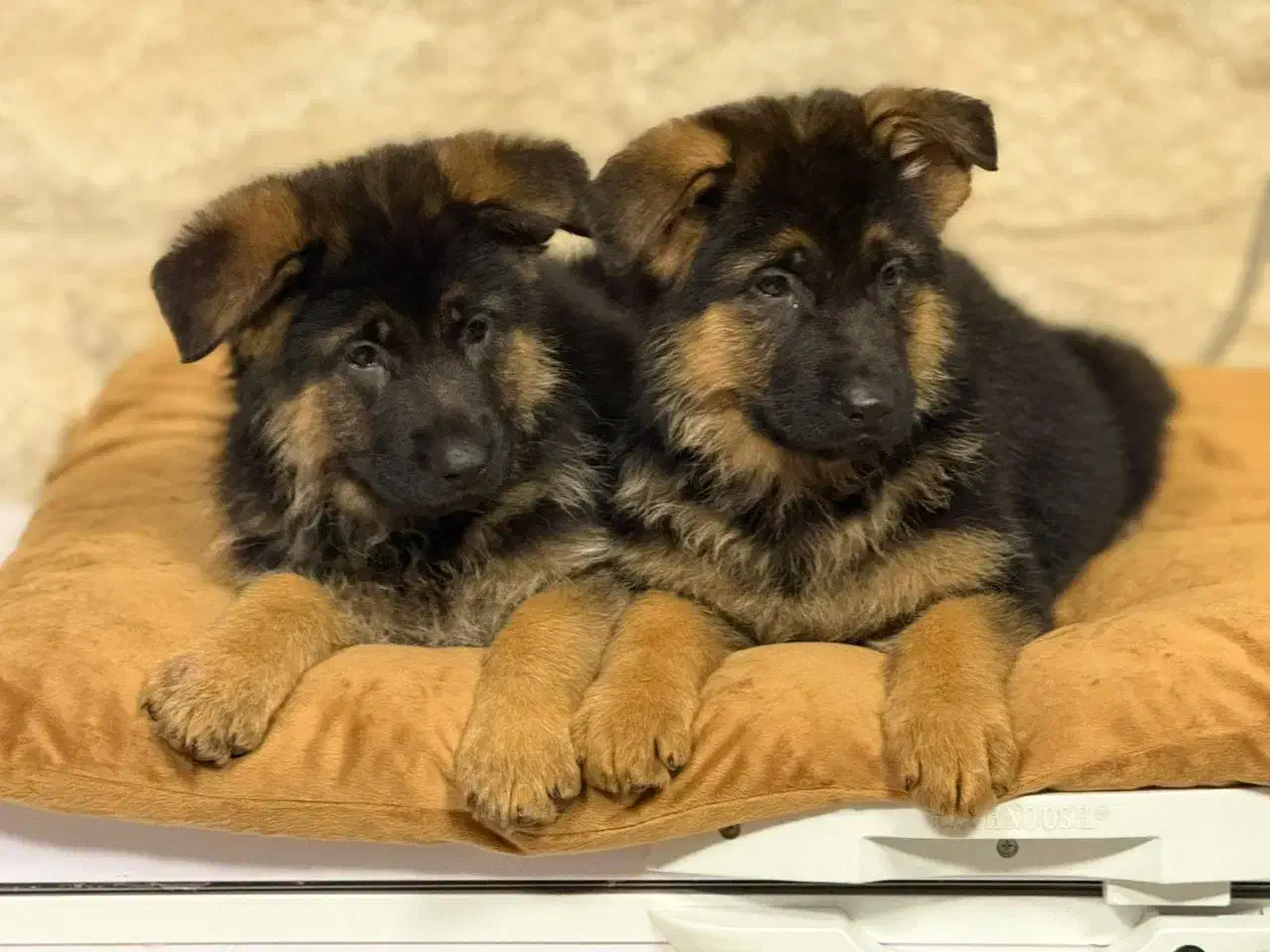 ژرمن مو کلاسیک|سگ|تهران, شهرک آزمایش|دیوار