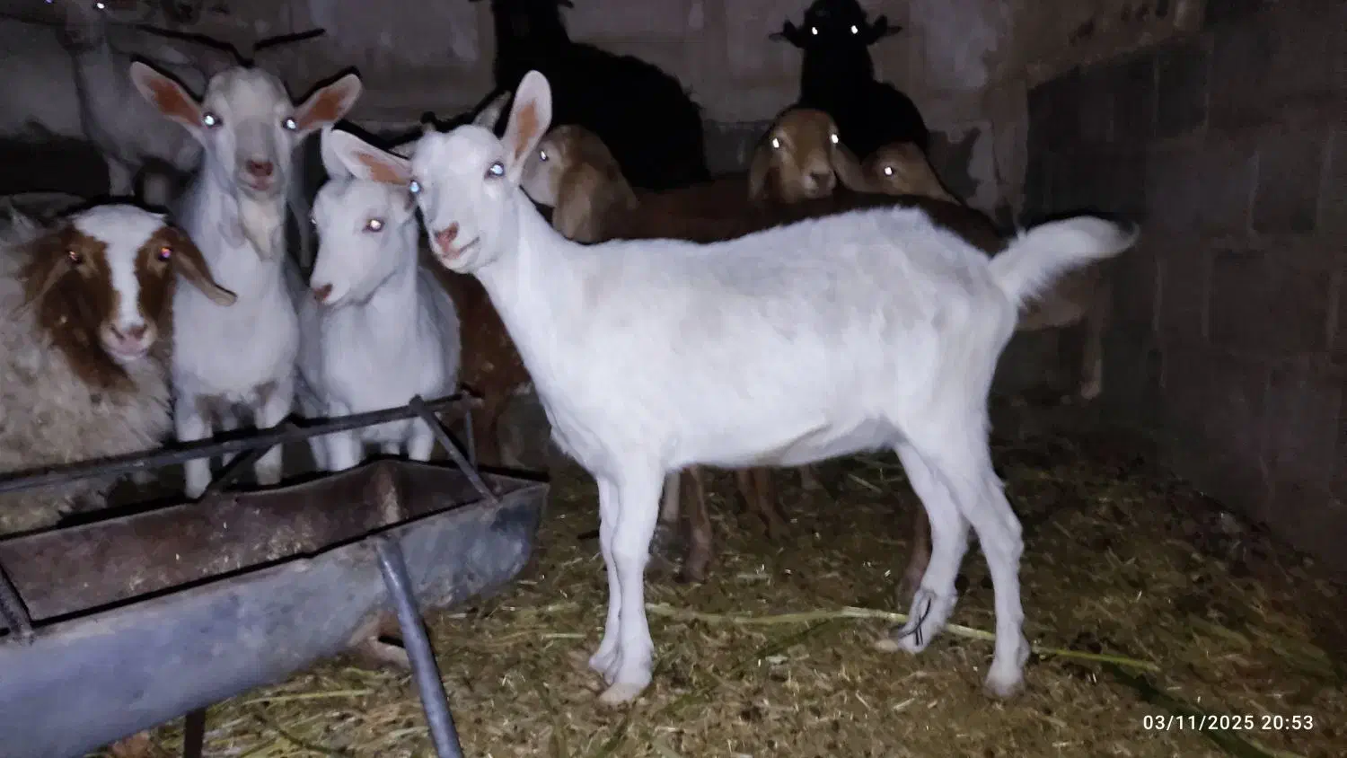 کولار سانن|حیوانات مزرعه|بیرجند, |دیوار