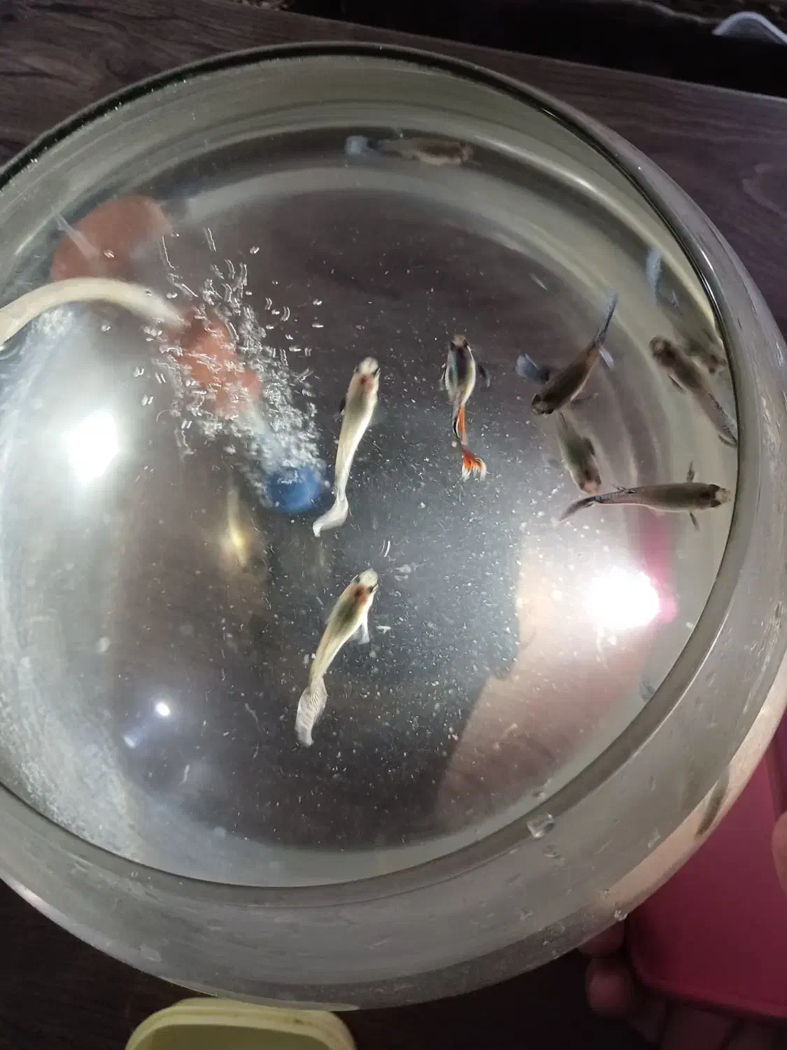 گوپی بیگ ایر رد موزاییک|ماهی|تبریز, |دیوار