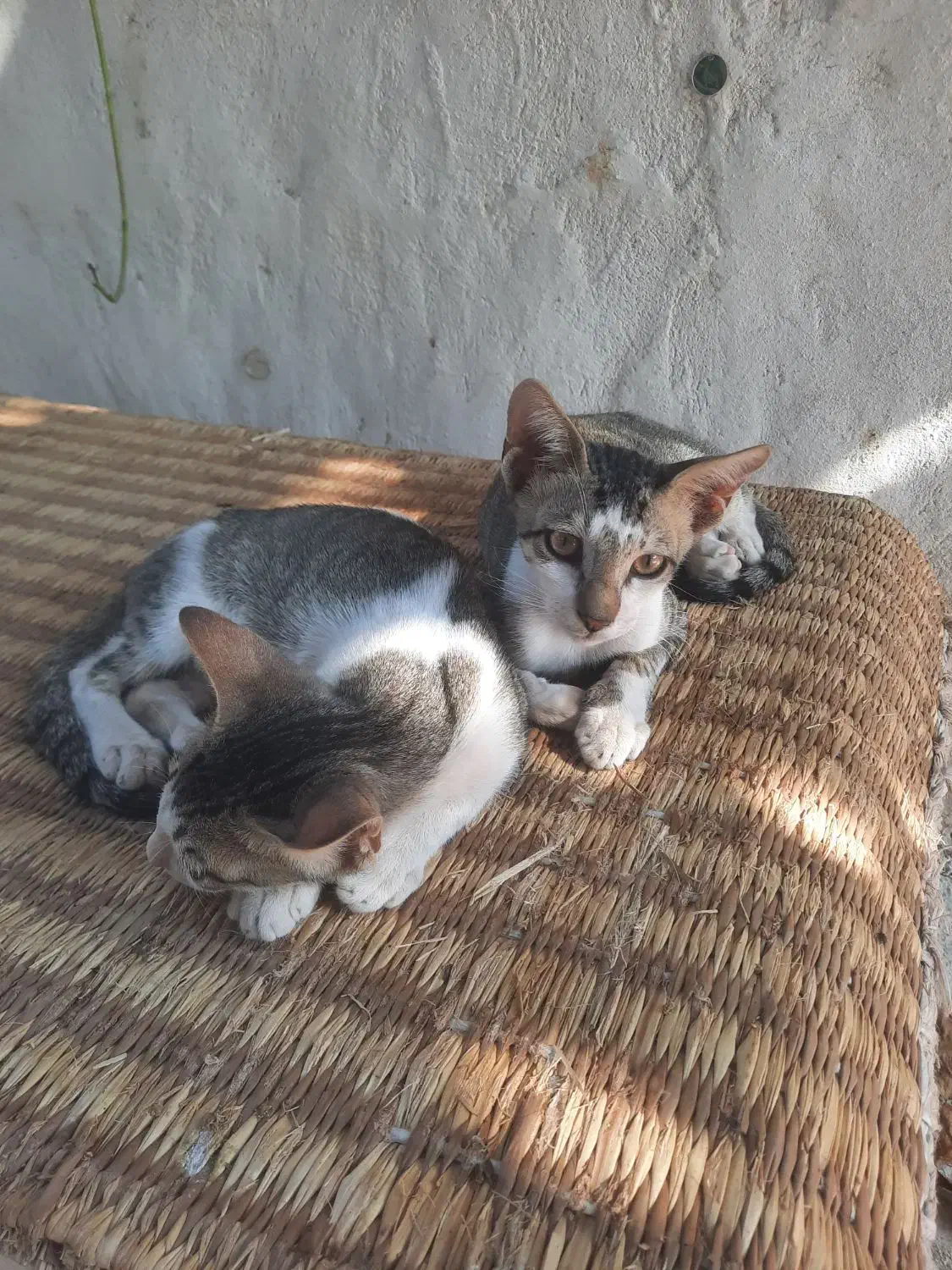 دوتا بچه گربه|گربه|هرمز, |دیوار