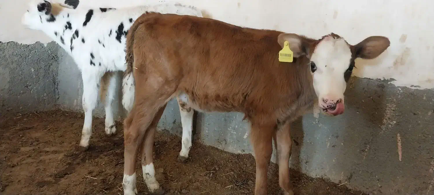 گاو... گوساله نر و ماده|حیوانات مزرعه|اسفراین, |دیوار