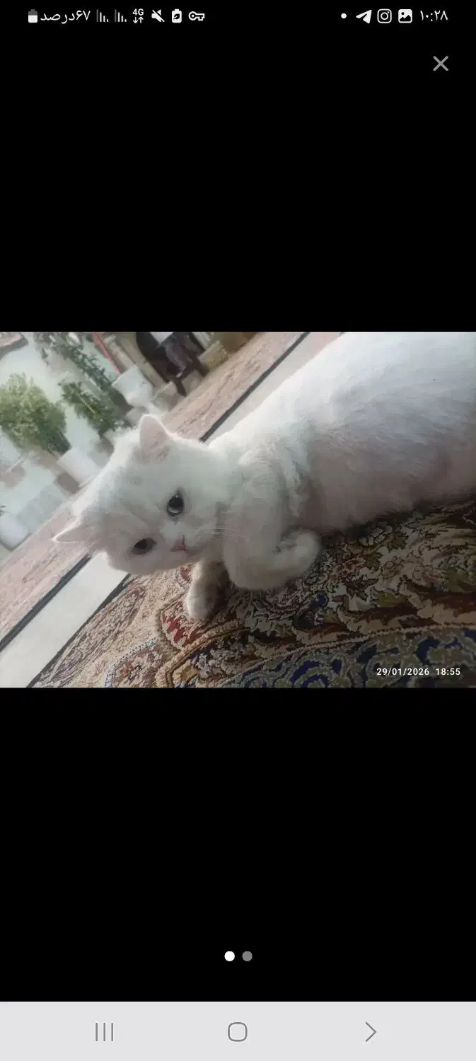 گربه خونگی و خونگرم|گربه|تاکستان, |دیوار