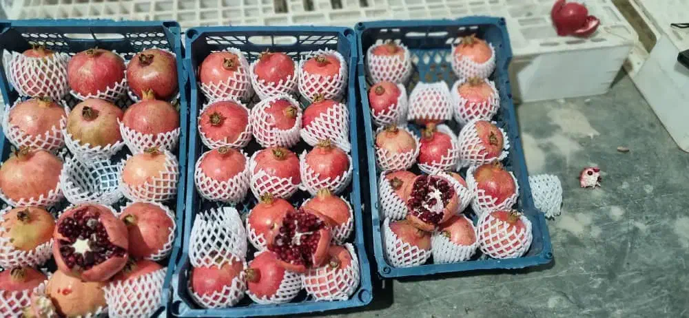 انار درجه شیراز|خوردنی و آشامیدنی|تهران, زعفرانیه|دیوار