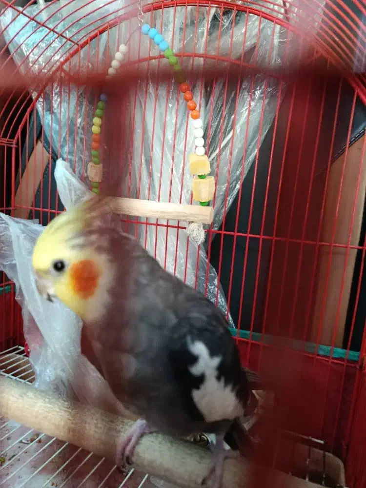 عروس هلندی|حیوانات|تهران, مشیریه|دیوار