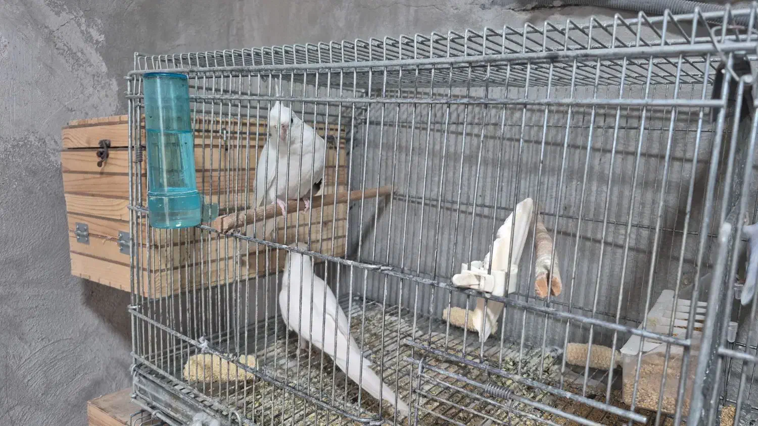 عروس هلندی مولد|پرنده|بندر دیر, |دیوار