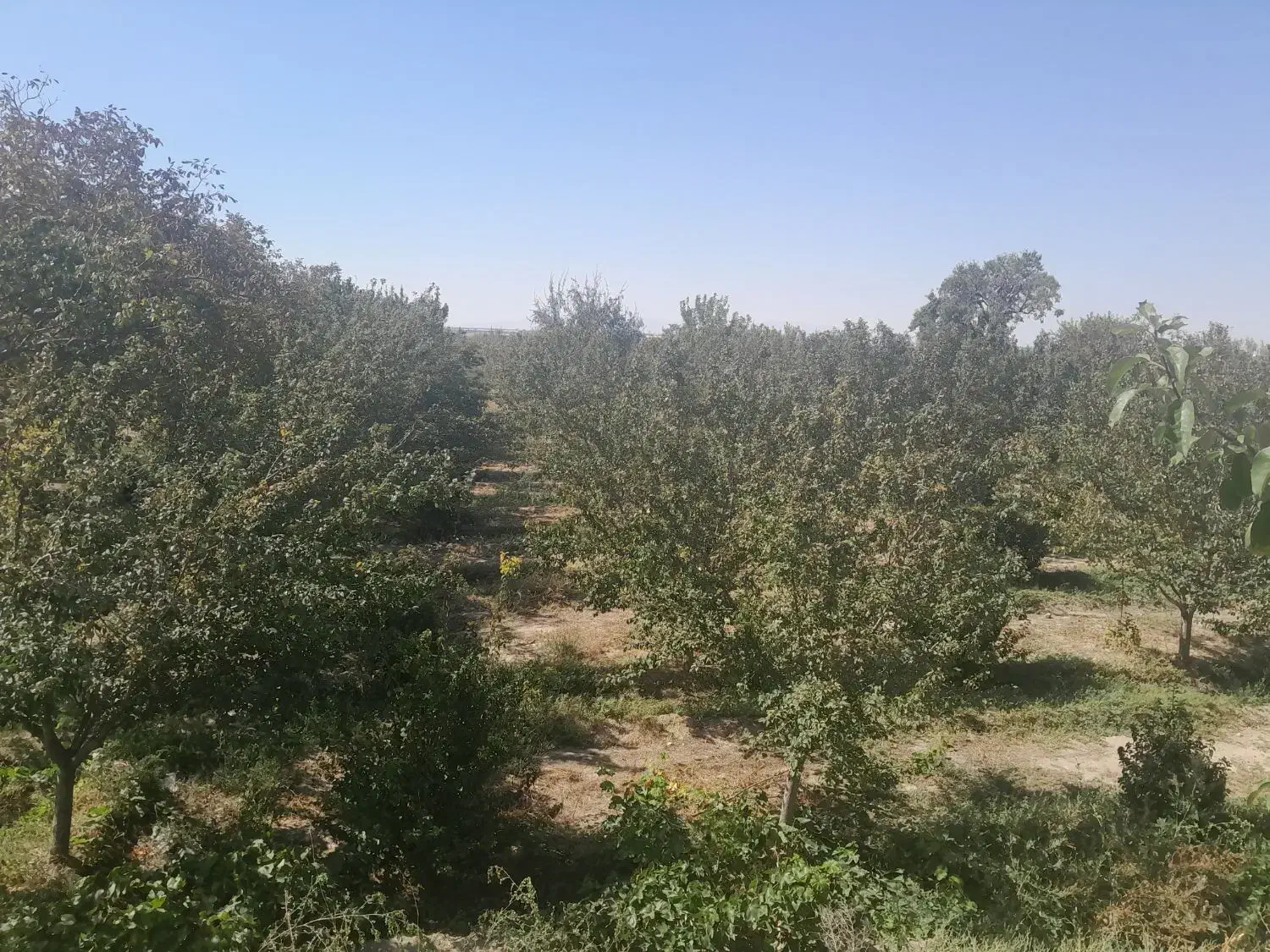 فروش زمین ویلایی|فروش خانه و ویلا|ممقان, |دیوار