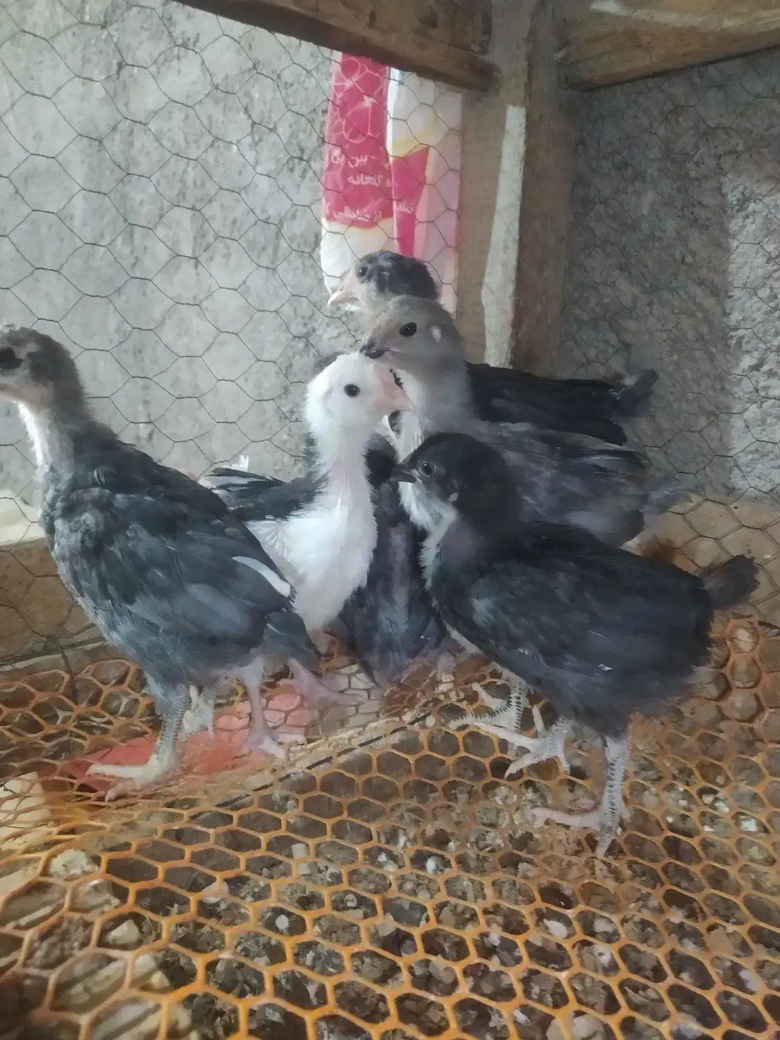 تخم مرغ نطفه دار گلین لری|حیوانات مزرعه|شهرضا, |دیوار