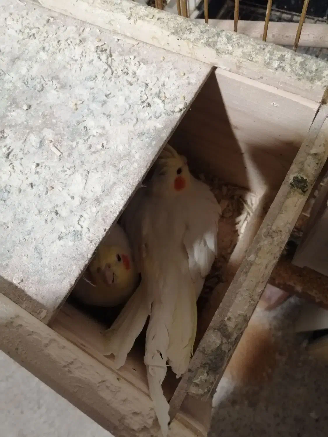 عروس هلندی با تخم|پرنده|شهرضا, |دیوار