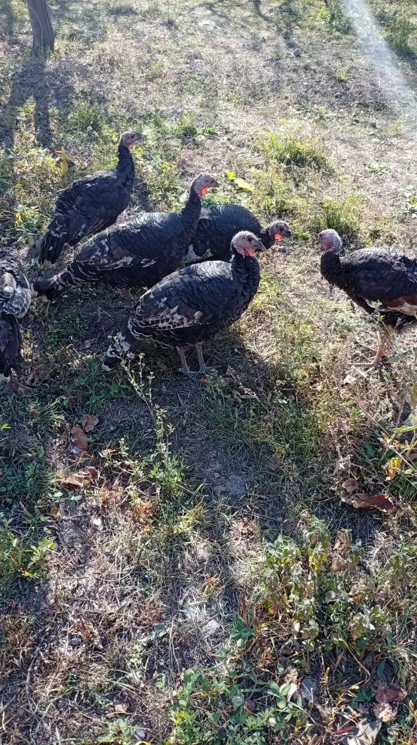 بوقلمون|پرنده|مشگین شهر, |دیوار