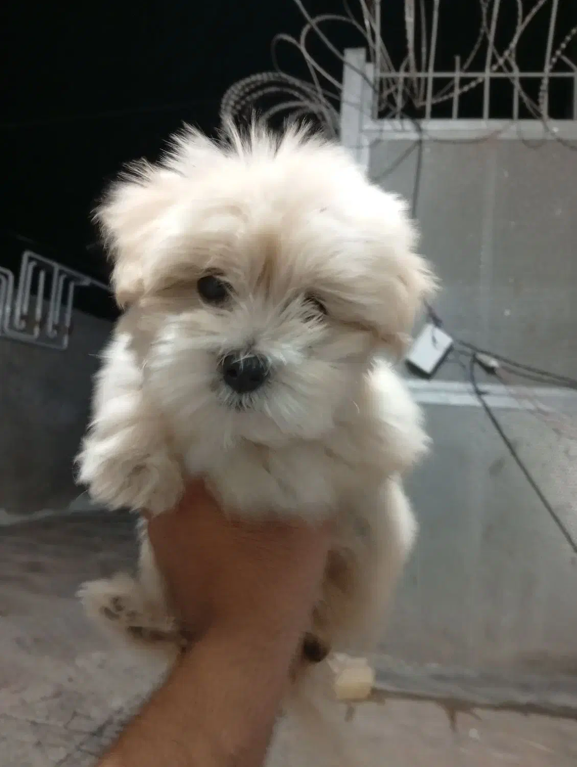 شیتزو|سگ|بم, |دیوار