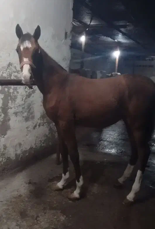 اسب|اسب و تجهیزات اسب‌سواری|شوش, |دیوار