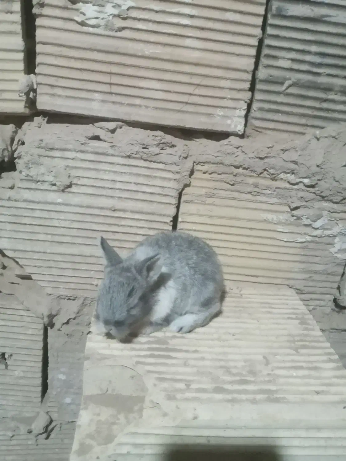 یک عدد بچه خرگوش لپ|موش و خرگوش|جوادآباد, |دیوار