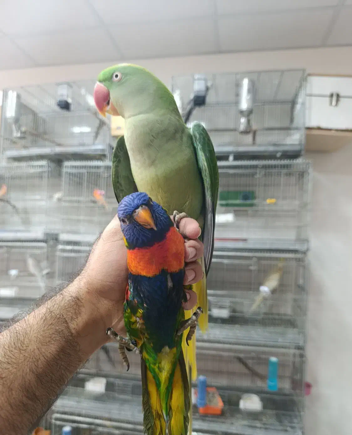 قناری عروس هلندی لوری راهب گرینچیک شاه طوطی|پرنده|خورموج, |دیوار