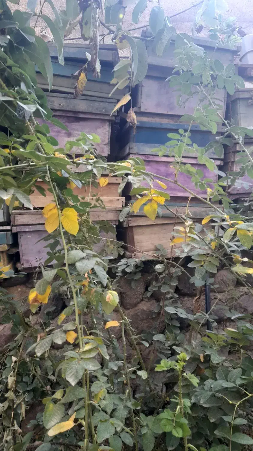 قوتی زنورعسل|عمده‌فروشی|مشگین شهر, |دیوار