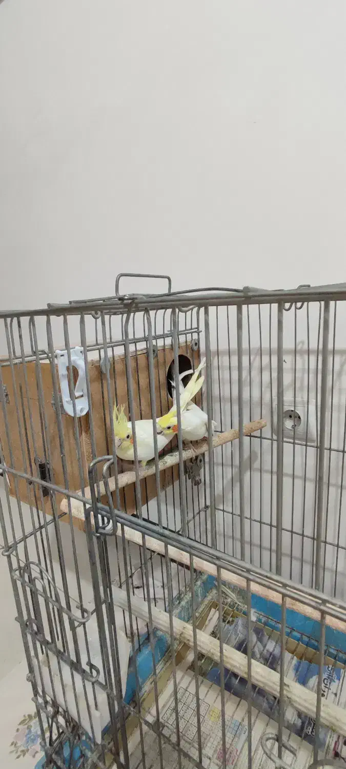 عروس هلندی با قفس|پرنده|اسلام‌شهر, شهرک سعیدیه|دیوار