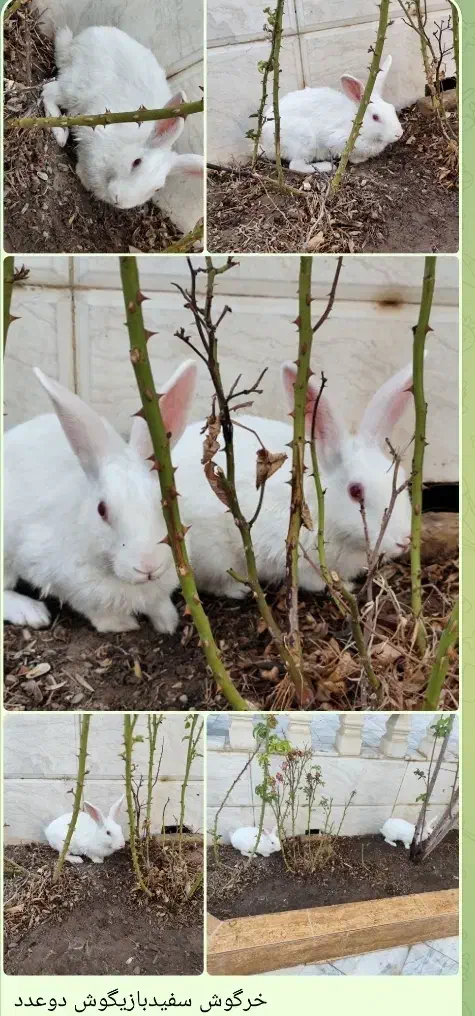 دوعدد خرگوش سفید|موش و خرگوش|کاشمر, |دیوار