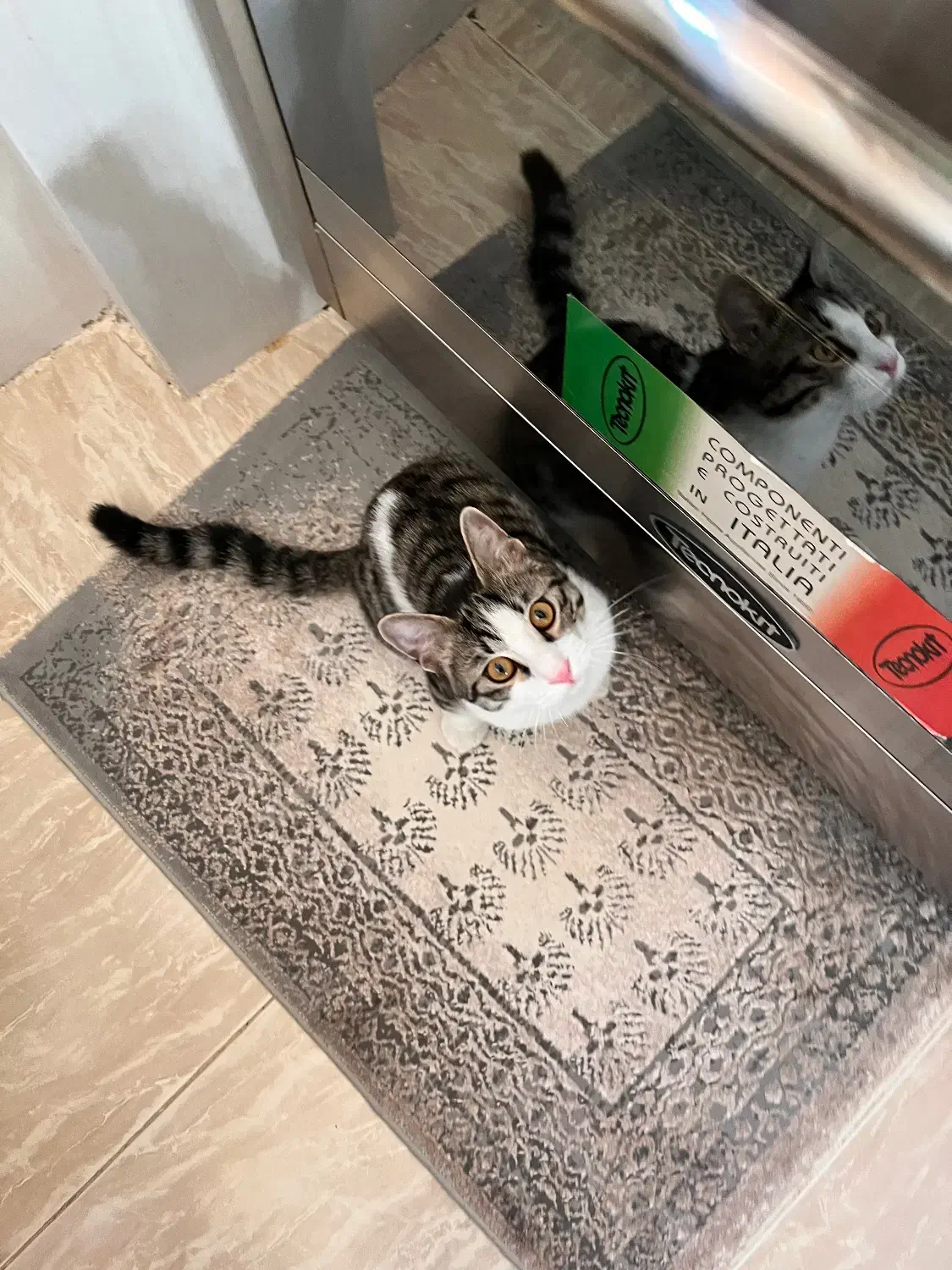 گربه خانگی|گربه|اصفهان, عسگریه|دیوار