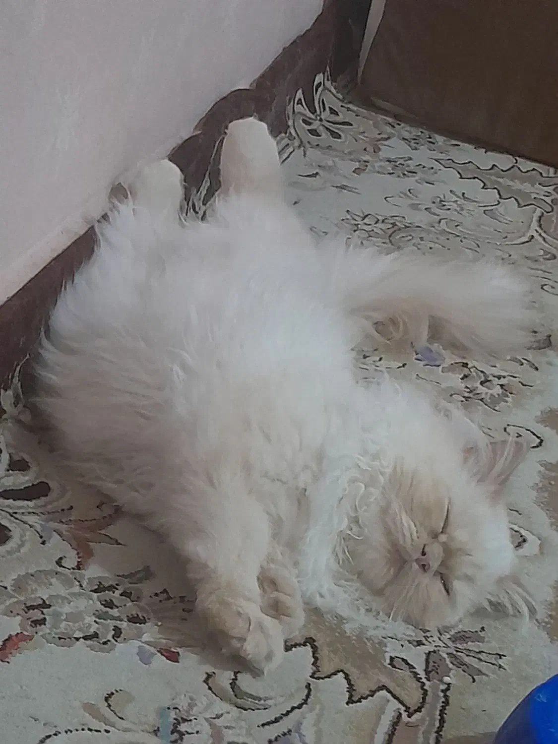 گربه پرشین|گربه|دزفول, |دیوار