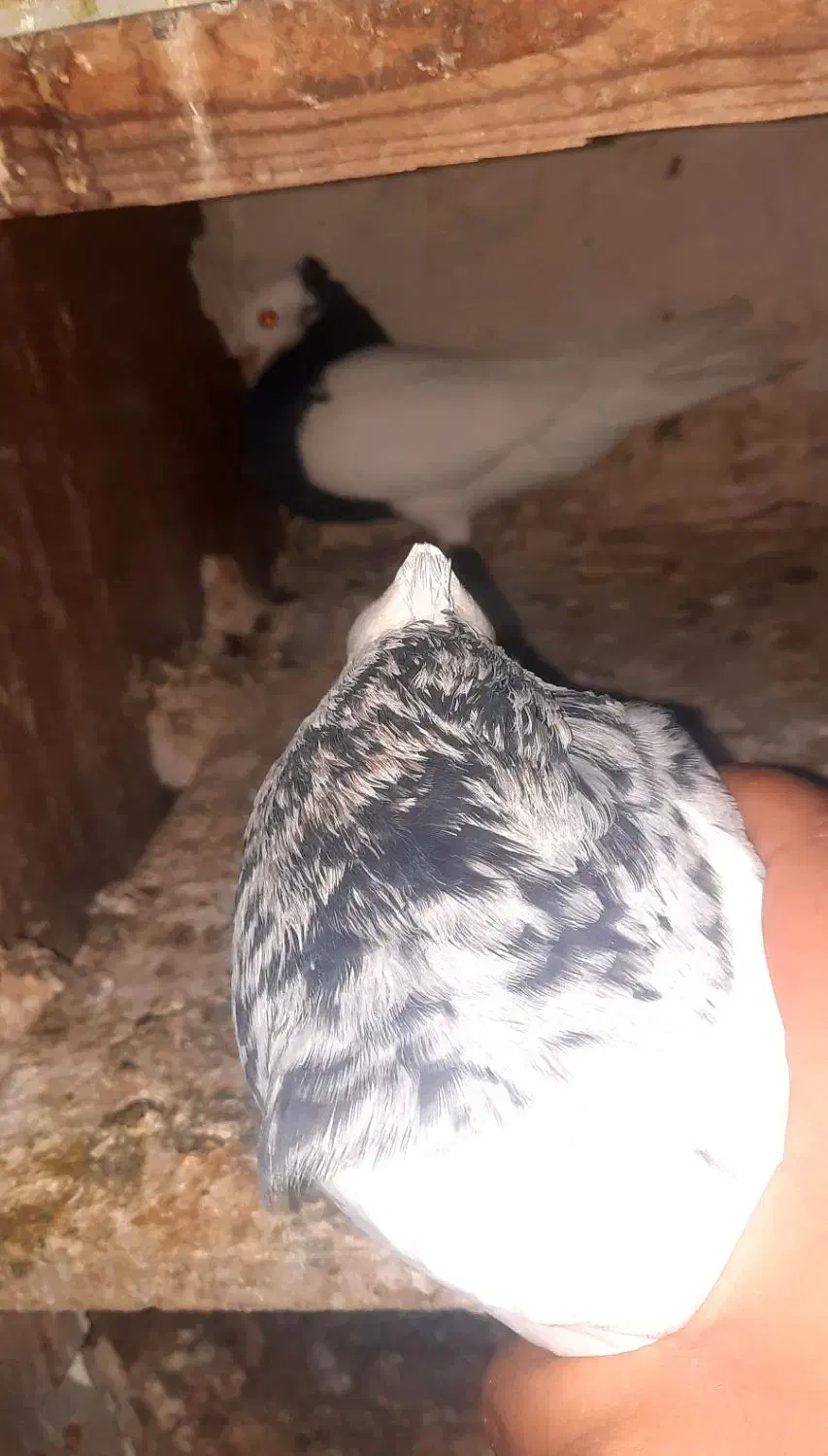 طوقی|پرنده|بهبهان, |دیوار