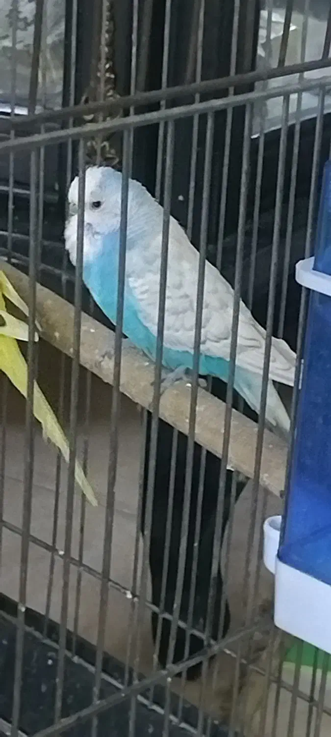 مرغ عشق|پرنده|یزد, |دیوار