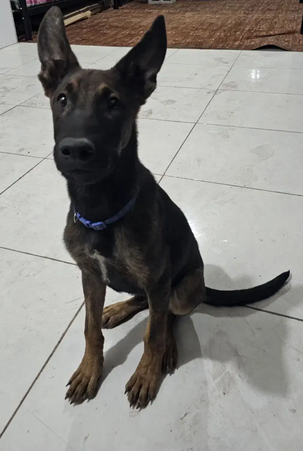 سگ مالینویز|سگ|بندرعباس, |دیوار