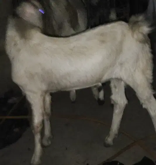 دوتا‌تروشت‌فروشی|حیوانات مزرعه|ایرانشهر, |دیوار