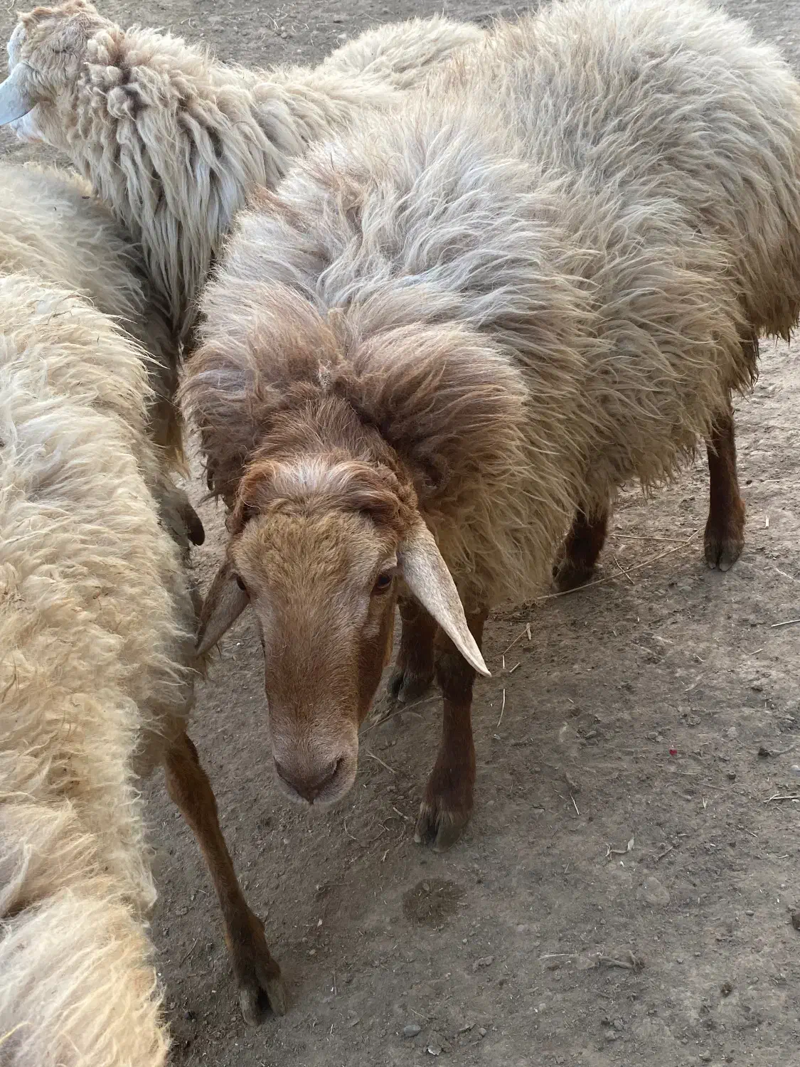 قوچ|حیوانات مزرعه|اصلاندوز, |دیوار