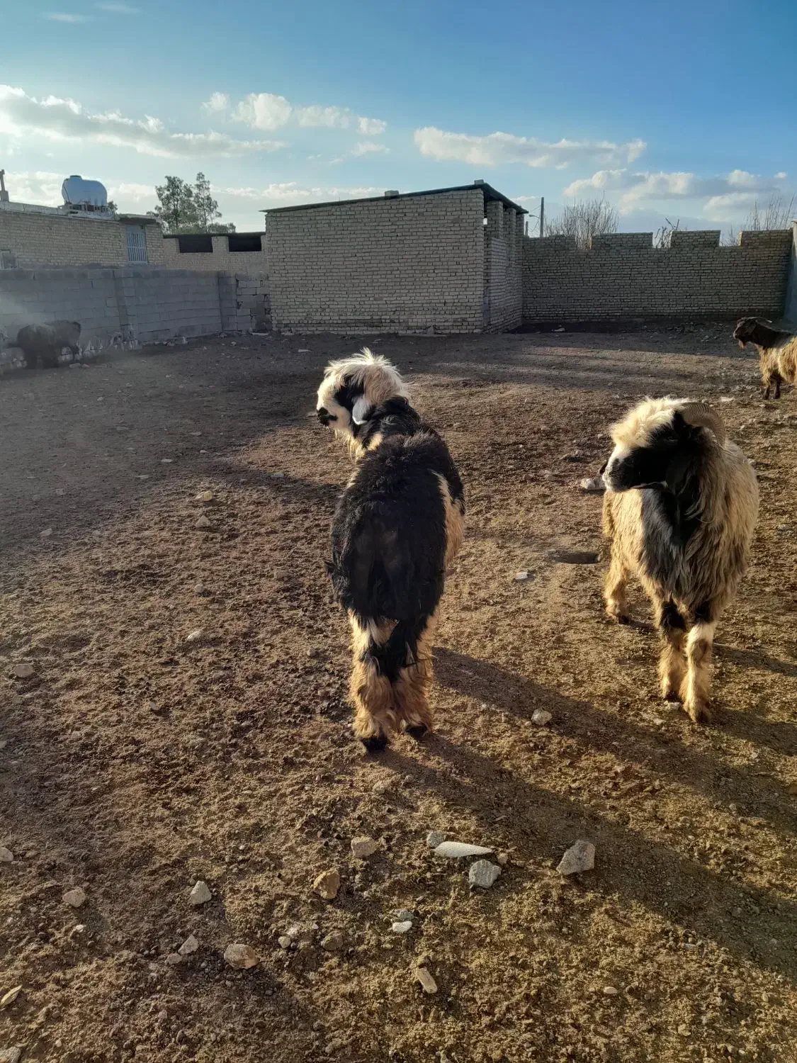 کوهه قوچ شهر کردی|حیوانات مزرعه|درودزن, |دیوار