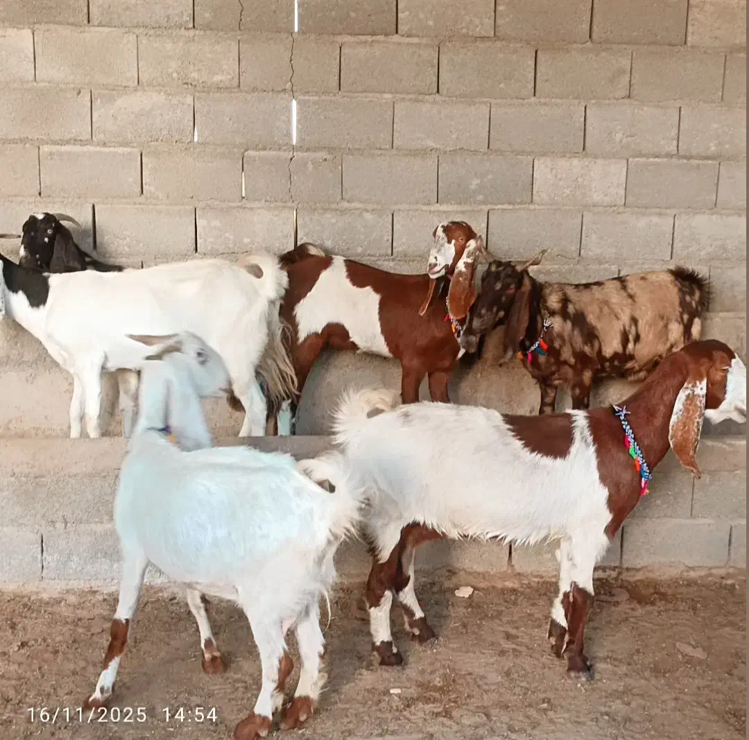 بزهای آبستن دورگ پاکستانی|حیوانات مزرعه|گنبد کاووس, |دیوار