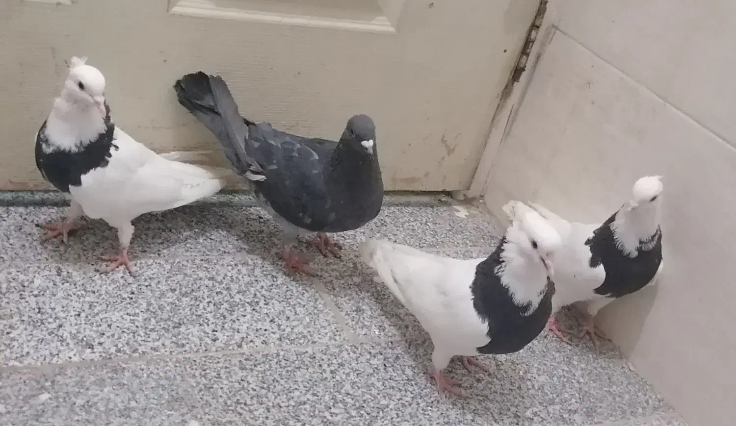 کفتر طوقی|پرنده|حمیدیا, |دیوار