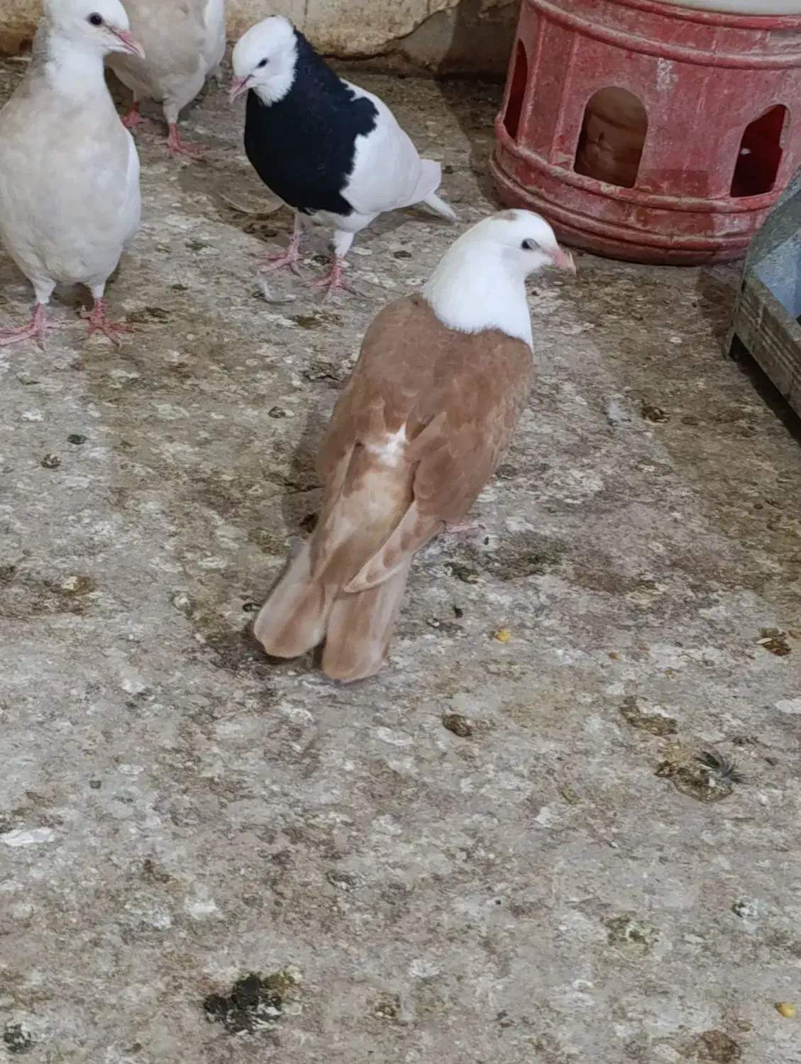 کله سفید|پرنده|بهبهان, |دیوار