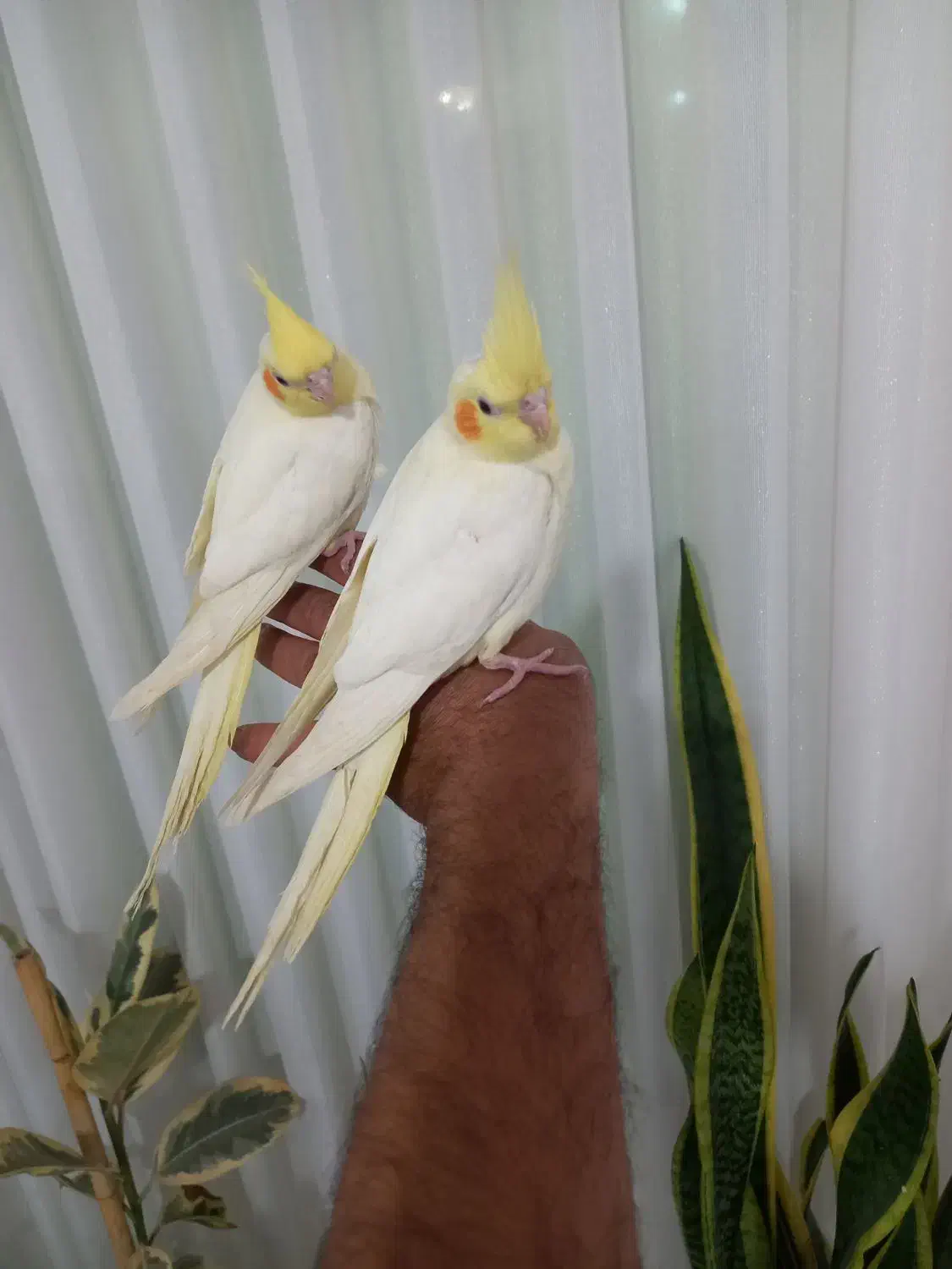 ۲تا عروس هلندی رام رام رام|پرنده|هشتگرد, هشتگرد قدیم|دیوار