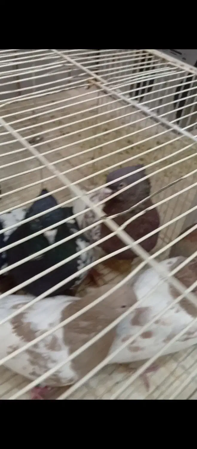 کفتر فروشی|پرنده|مشهد, شیرودی|دیوار