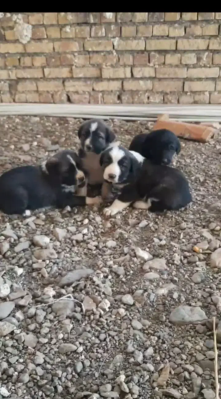 واگذاری ۴ توله نر|سگ|تربت‌حیدریه, کوی شهید احمدزاده ملکی|دیوار