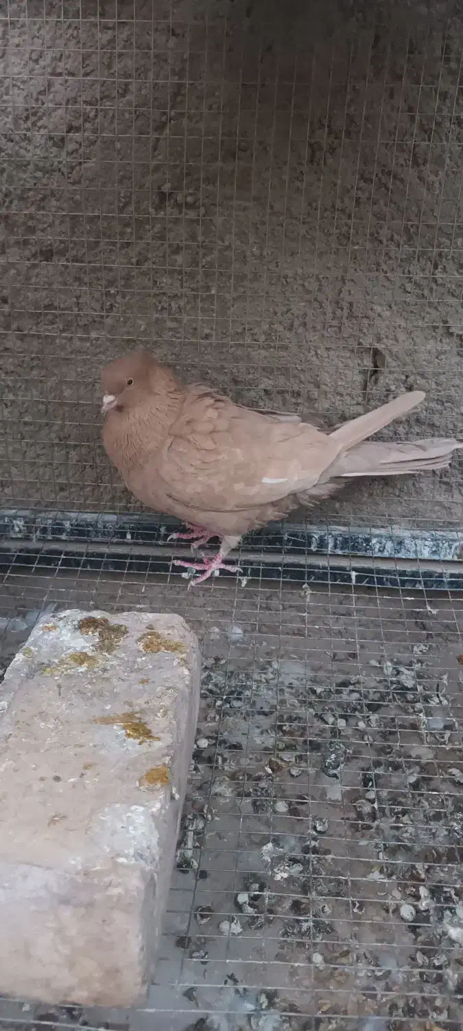 نروماده زرد|پرنده|خمینی‌شهر, |دیوار