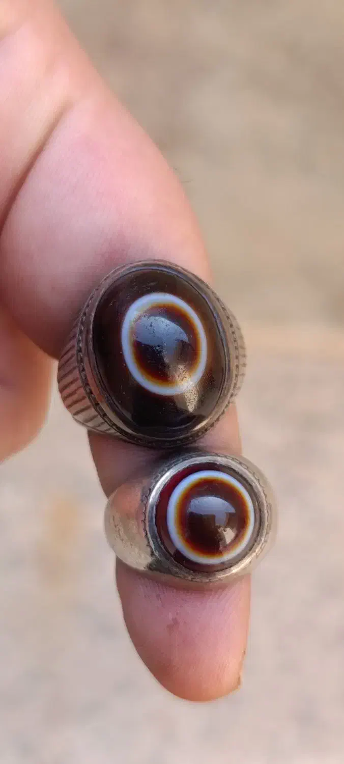 سه پوستهای باباقوری بقرانی|کلکسیون اشیاء عتیقه|بندر ماهشهر, |دیوار