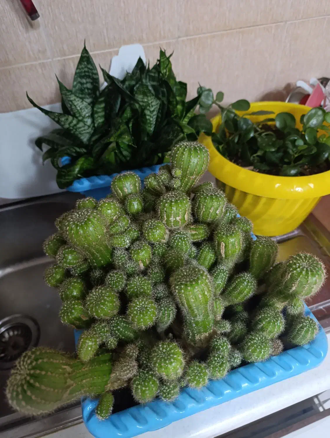 کاکتوس|گل و گیاه طبیعی|کرج, حیدرآباد|دیوار