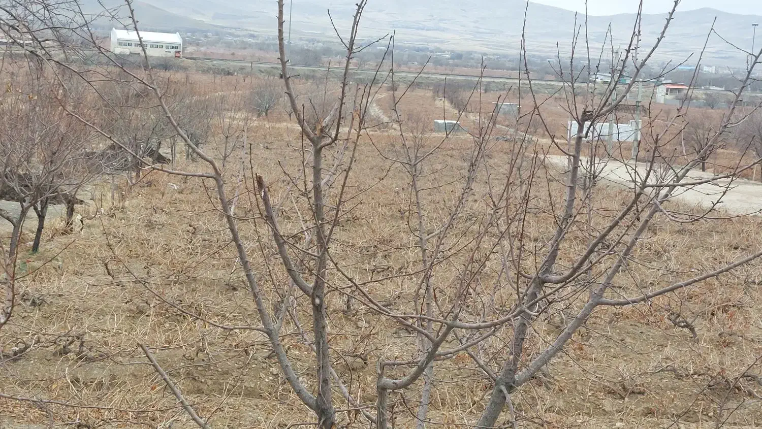 فروش باغ انگوری|فروش زمین و ملک کلنگی|ملایر, |دیوار