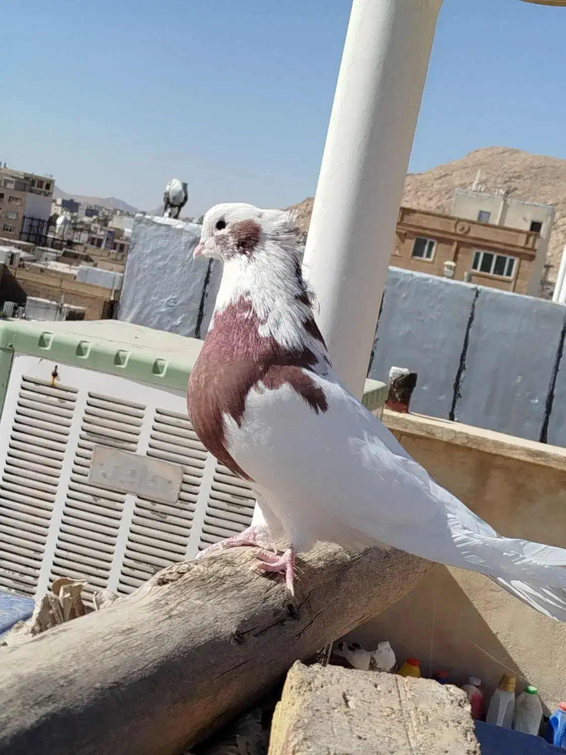 کبوتر نقابی سرخ|پرنده|هرسین, |دیوار