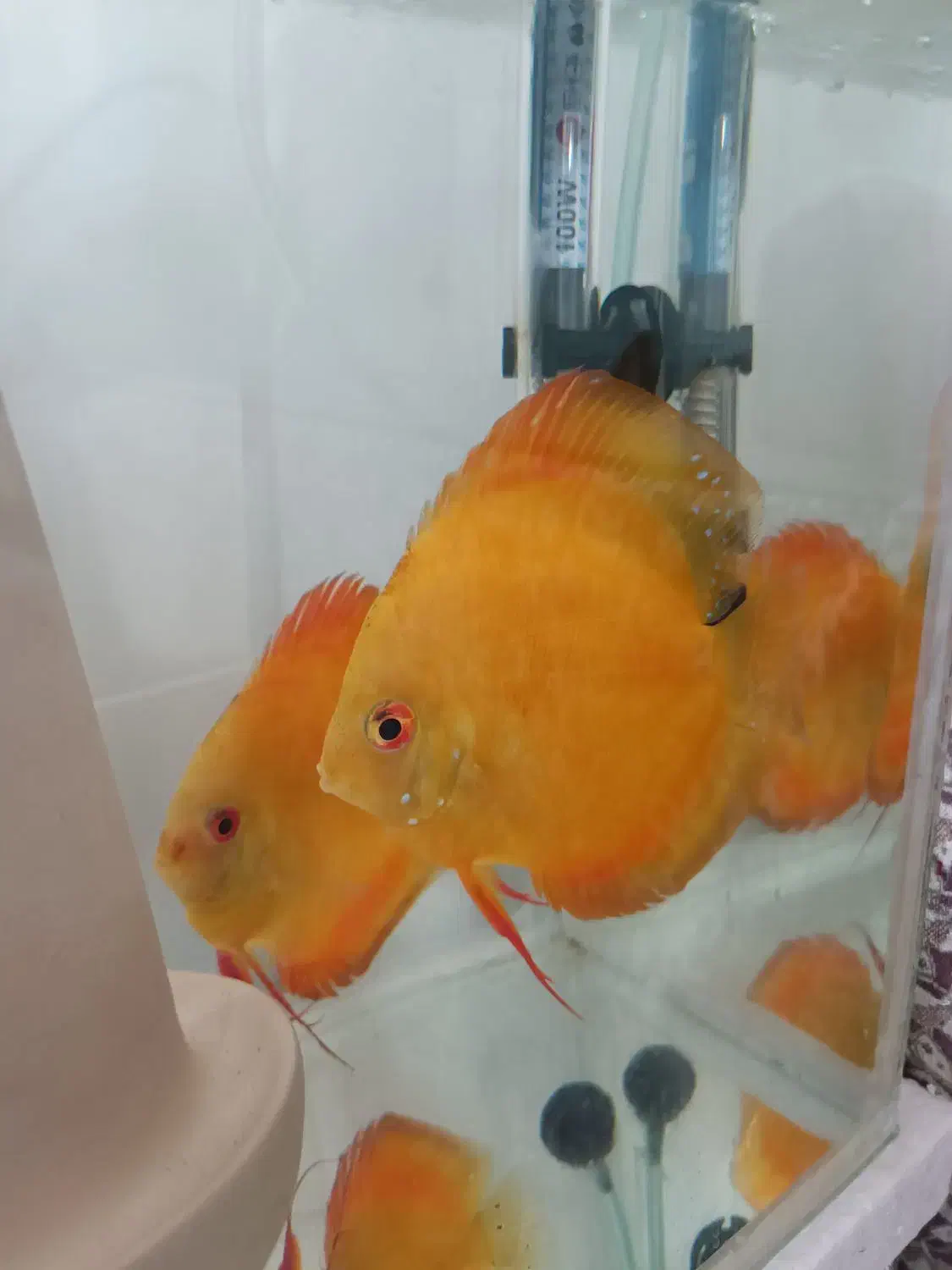 ماهی دیسکس مولد|ماهی|اردبیل, |دیوار