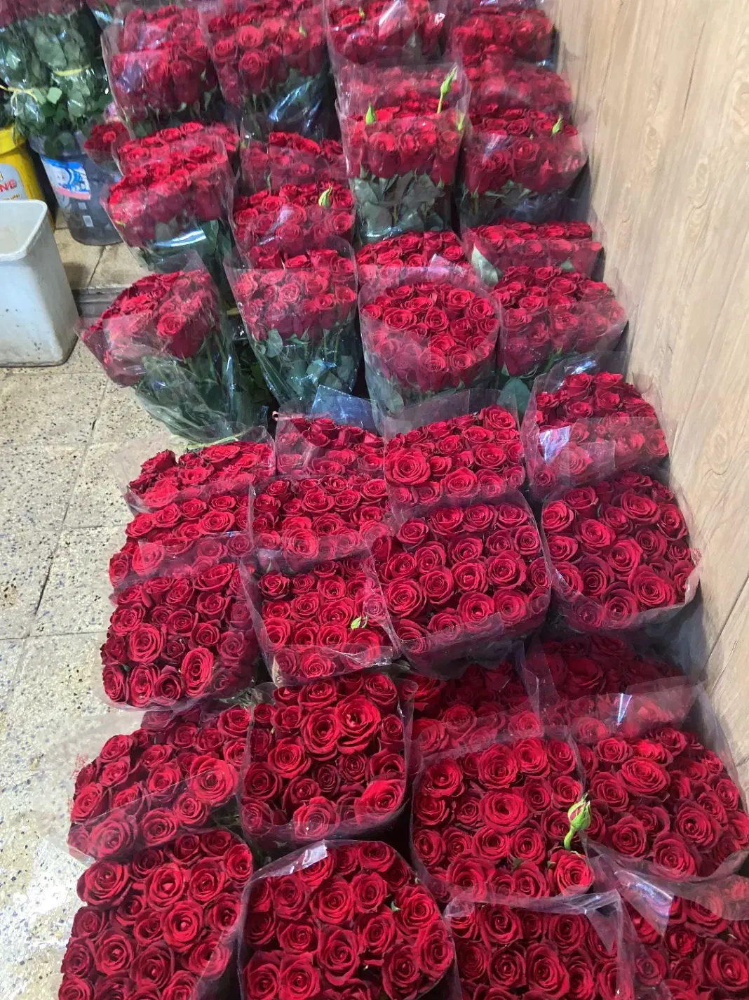 جشنواره رز هلندی بدونه واسطه ازگلخانه|گل و گیاه طبیعی|تهران, آهنگ|دیوار