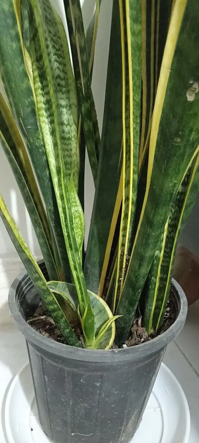 گل سانسوریا پر غلاف و پر پاجوش|گل و گیاه طبیعی|تربت جام, مطهری|دیوار