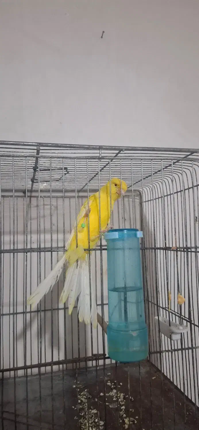 قناری رسمی بلند|پرنده|شیراز, بید زرد|دیوار