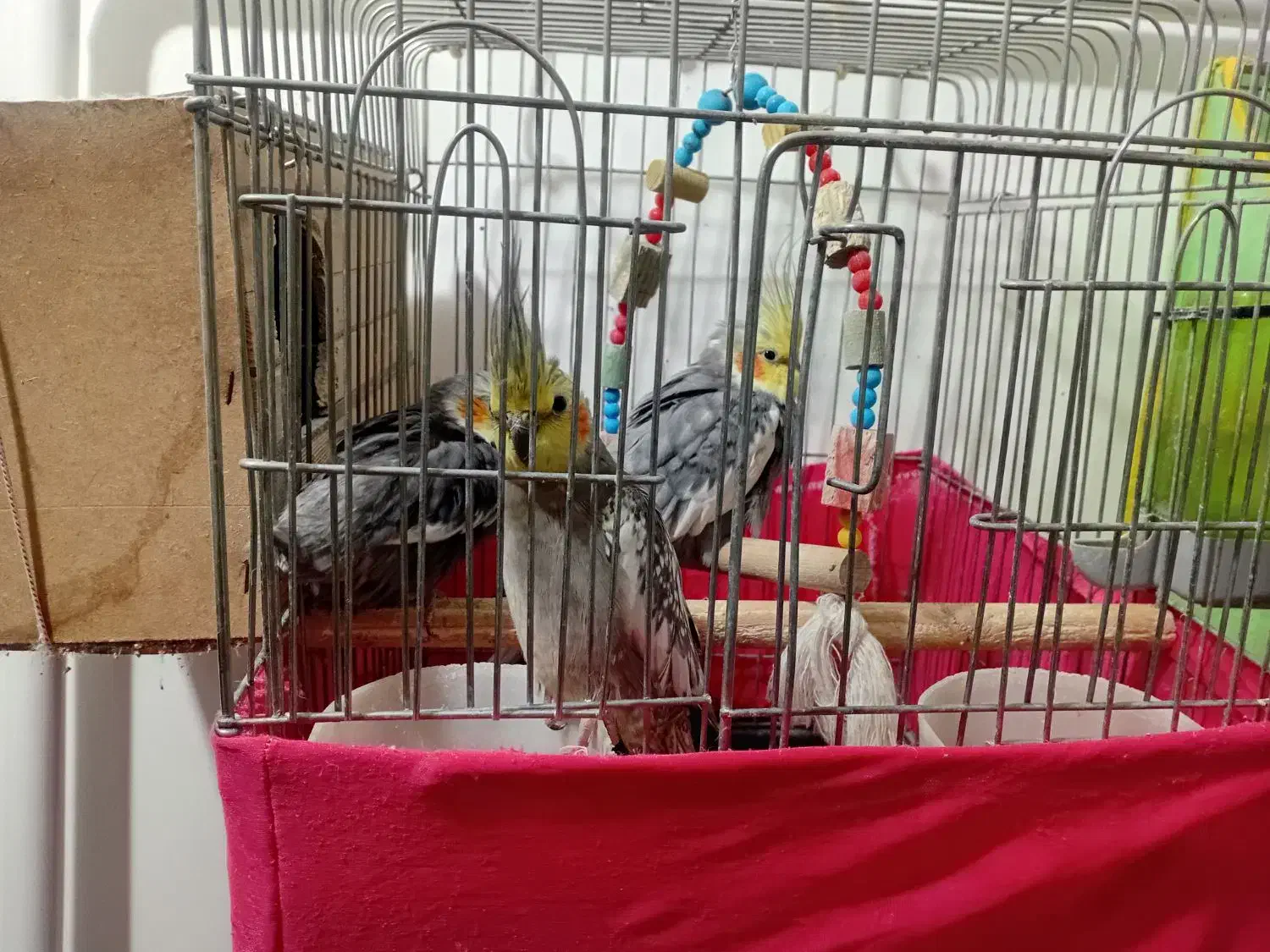 انتقال سرپرستی عروس هلندی ومرغ عشق مولد آماده تخم|پرنده|سلطانیه, |دیوار