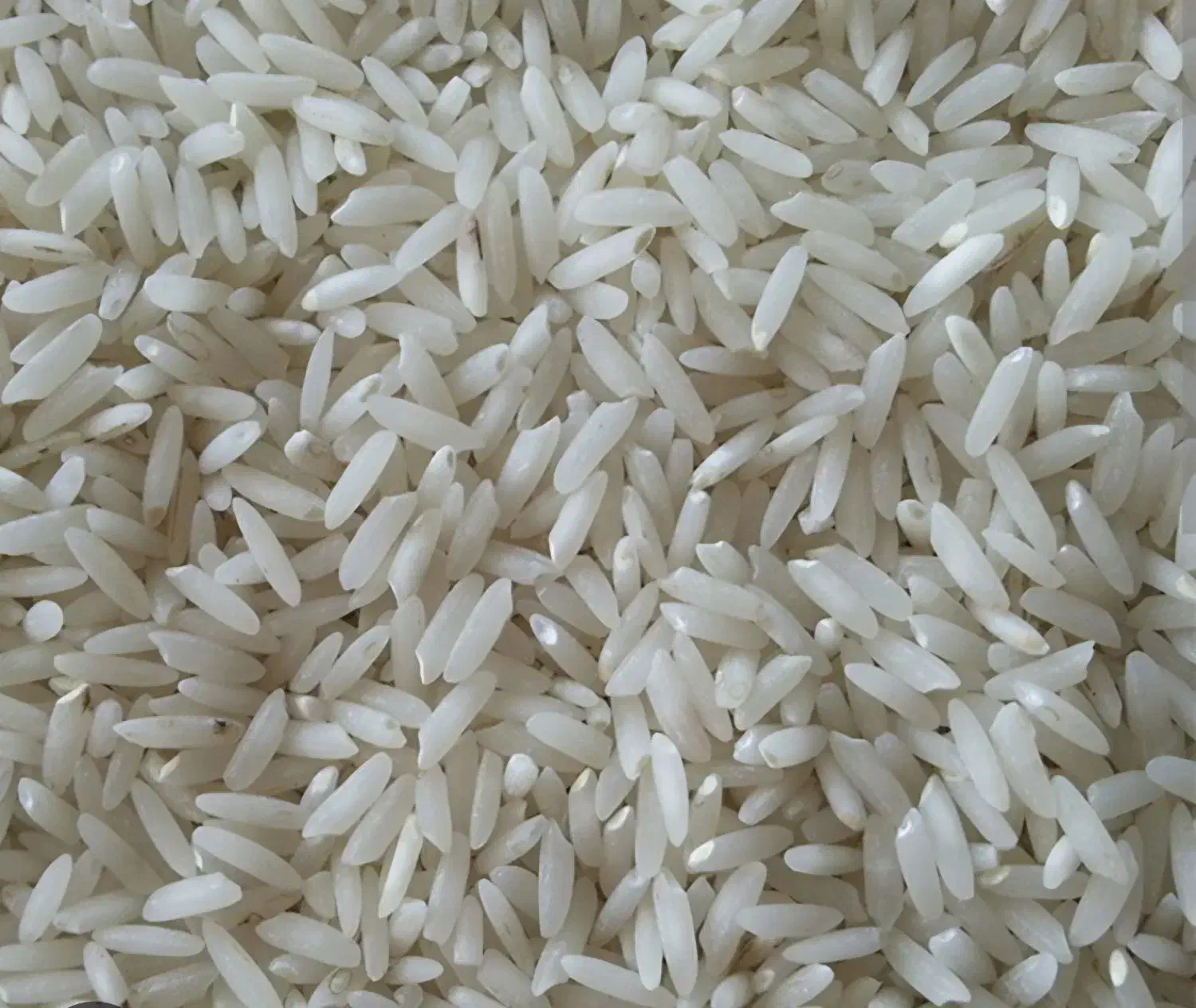 برنج بوجاری طارم هاشمی و نیم دانه  از زمین خودمان|خوردنی و آشامیدنی|قائم‌شهر, |دیوار